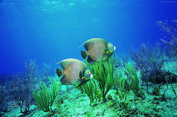 underwater wallpapers hd desktop fish backgrounds ocean sea marine half biome river lake