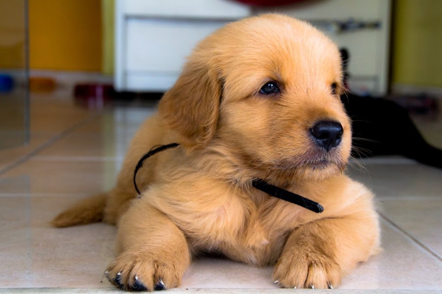Important Golden Retriever Puppy Pictures