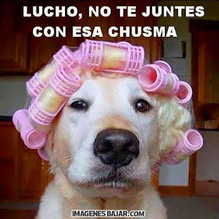 imagenes chistosas de perros graciosas