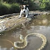This brave Dog accepted his Owner's challenge to fight a Snake