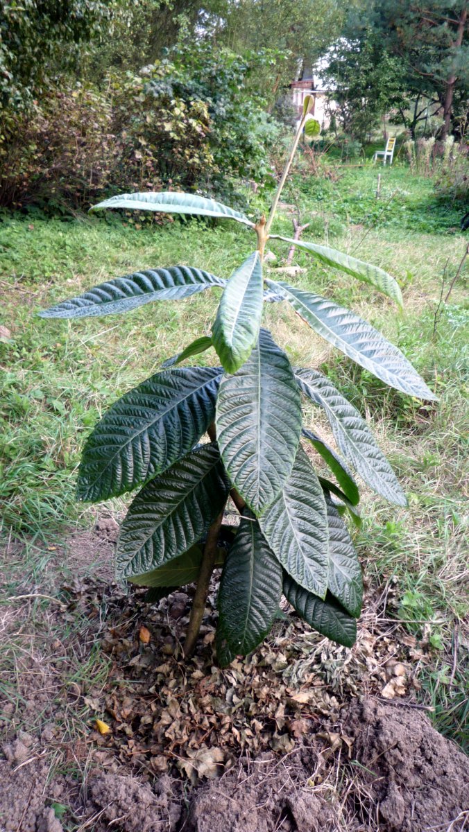 How to Grow Loquat, Growing Loquat Tree from Seed Everything About Garden