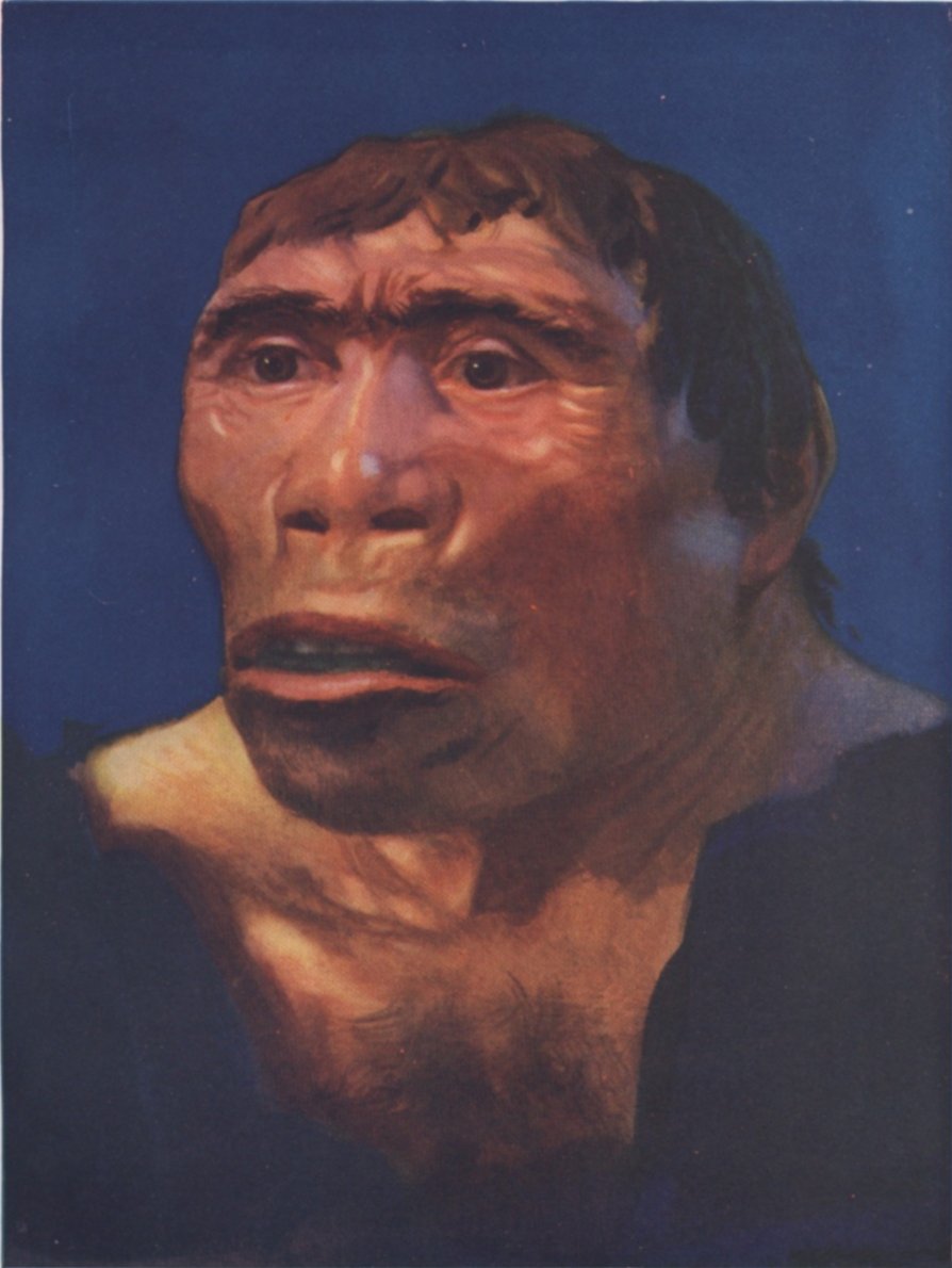 Indo Pithecus Ancient Humans in Indonesia ~ Inilah Indonesia
