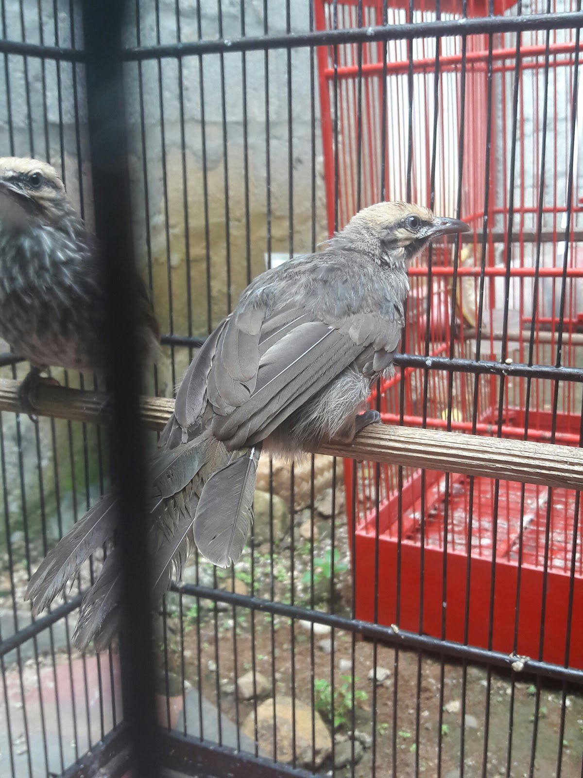 Jual beli burung cucak rowo. Februari 2017