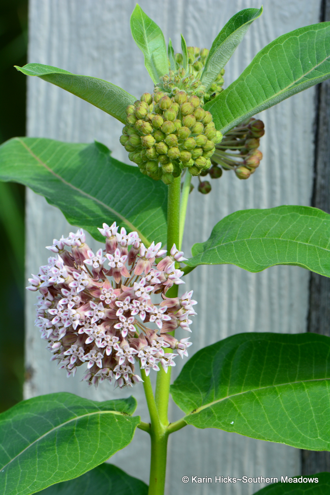 The Not So Common Milkweed (in Georgia anyway)