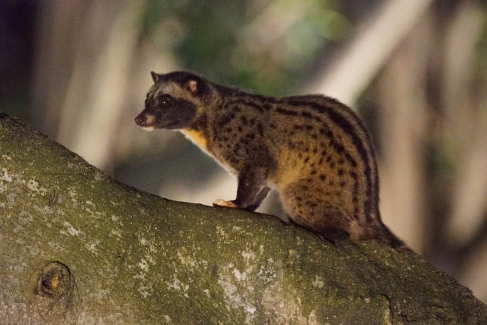 Urban Civets of Kuala Lumpur