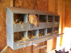 nesting box chicken coop boxes chickens story nest homemade egg hens wooden should eggs storm without criteria giveaway per building