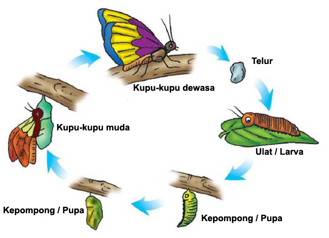 Proses Metamorfosis Kupu-kupu - Adhitya Nugraha Novianta