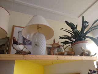 taxidermied animals at the thrift store