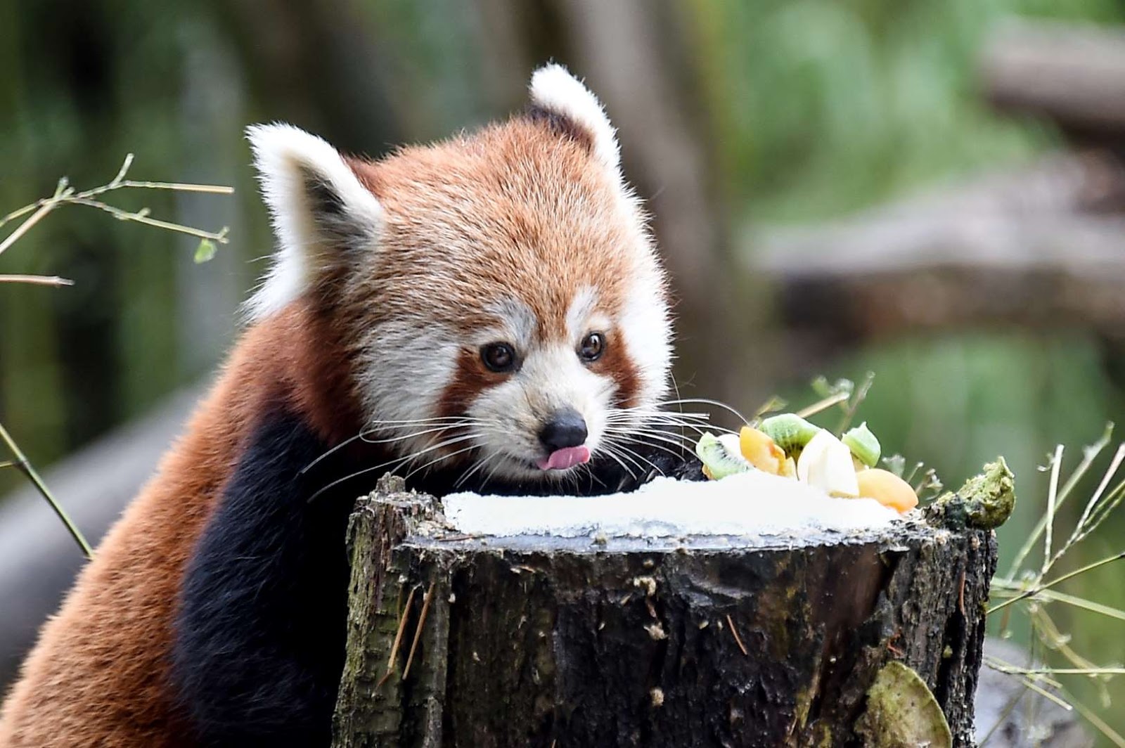 Dinesh Govindaraj: Cute Panda photo collection