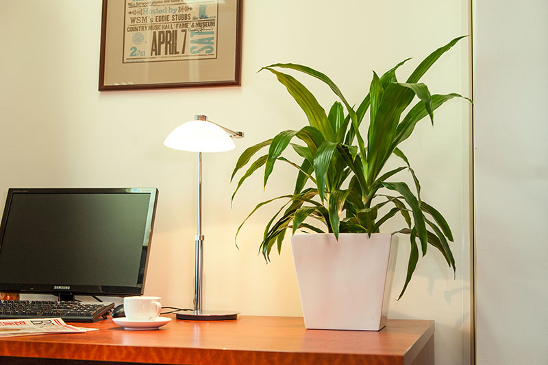 How To Perform The Right Indoor Plant Care Best Indoor Plants