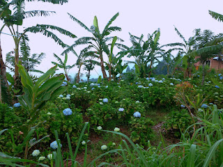 Flower Gardens In Mountainous Areas Hydrangea Macrophylla At Munduk Village North Bali
