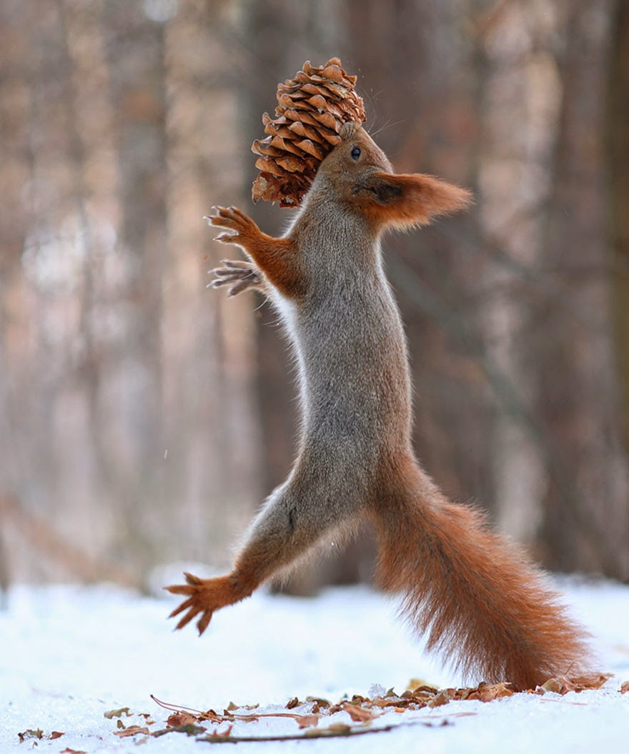 adorable squirrel photos vadim trunov-10