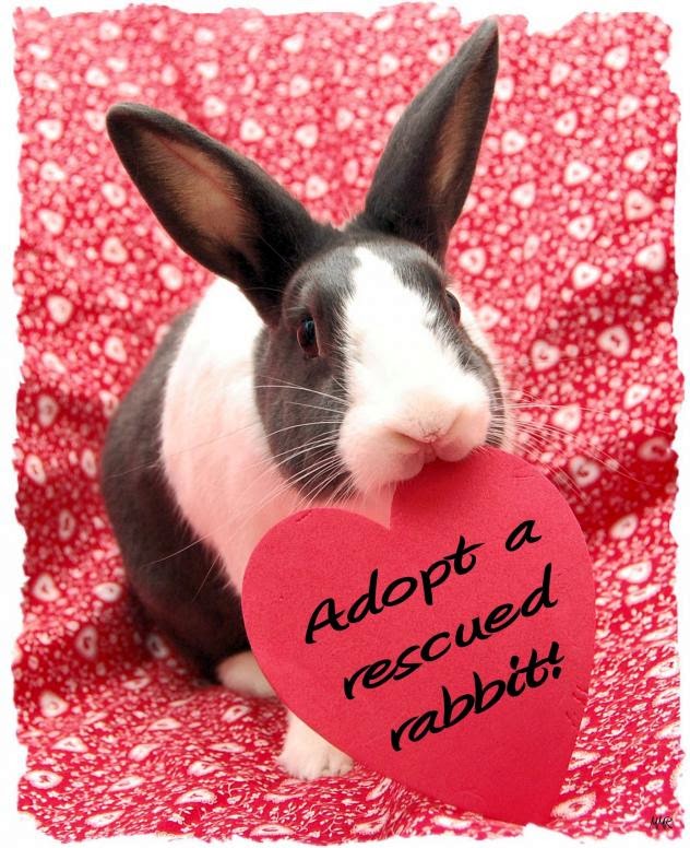 5 Adorable and Adoptable Rabbits for Adopt a Rescued Rabbit Month