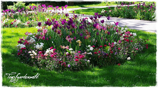 Gartenblog Topfgartenwelt Gartengestaltung: Kurpark Bad Ischl im Frühling Tulpen in lila und pink schweben über der restlichen Bepflanzung