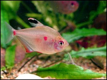 Tetra de Mancha Roja Tetra de Mancha Roja