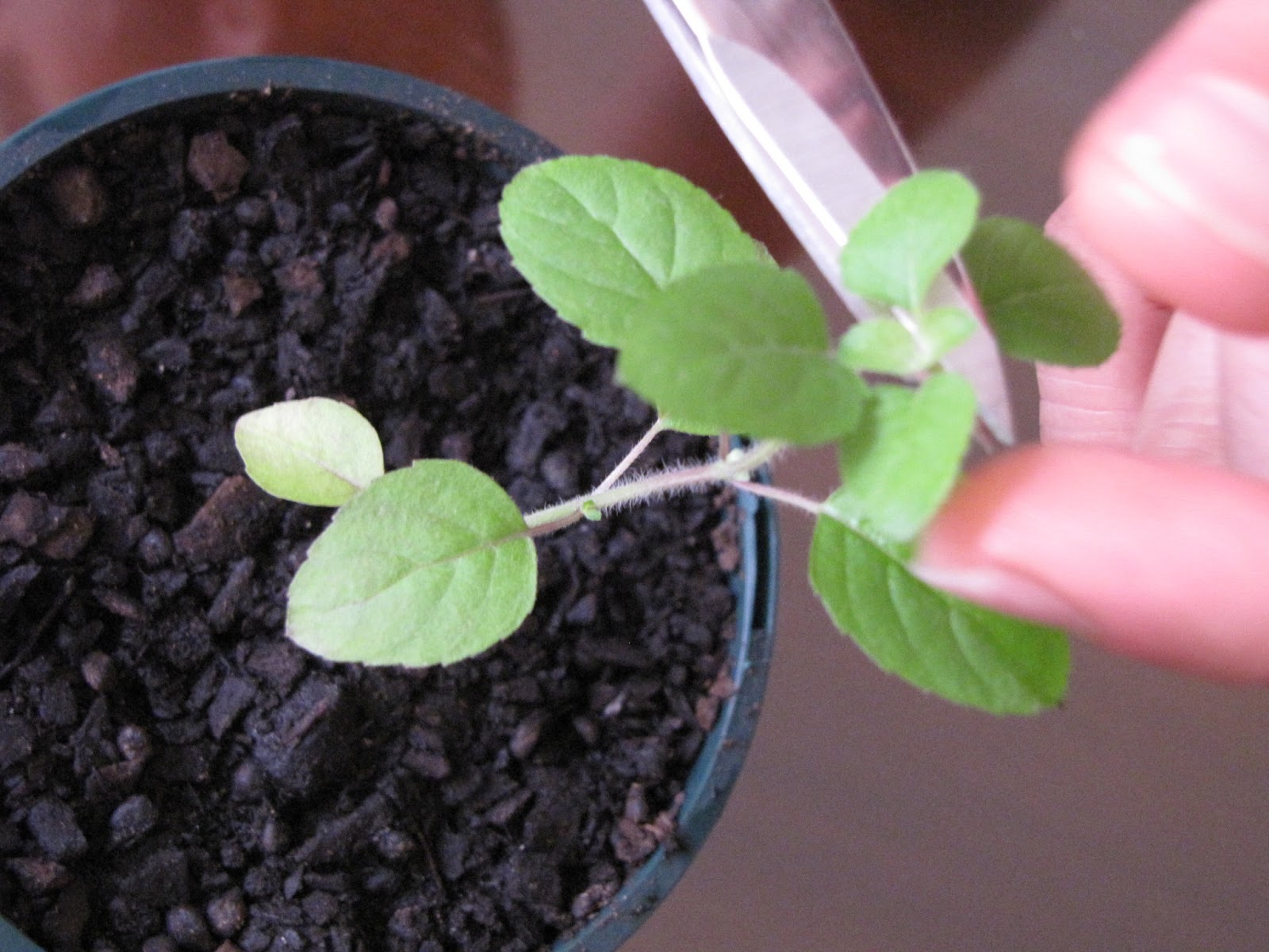 How to grow Tulasi at home 20121209 3 months later First cutting