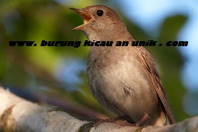 Download suara burung lovebird
