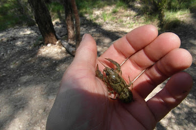 Austropotamobius pallipes, cangrejo de río, Beceite,Beseit, cranc, riu