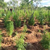 PM descobre e erradica 40 mil pés de maconha em Abaré/BA