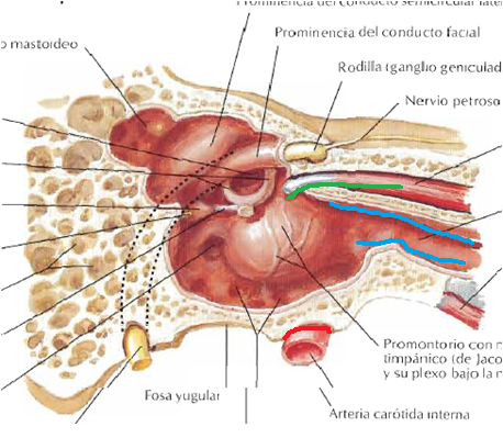 Arqueólogo Rocío minusválido Audiología didáctica para estudiantes: Anatomía del Oído: Oído Medio