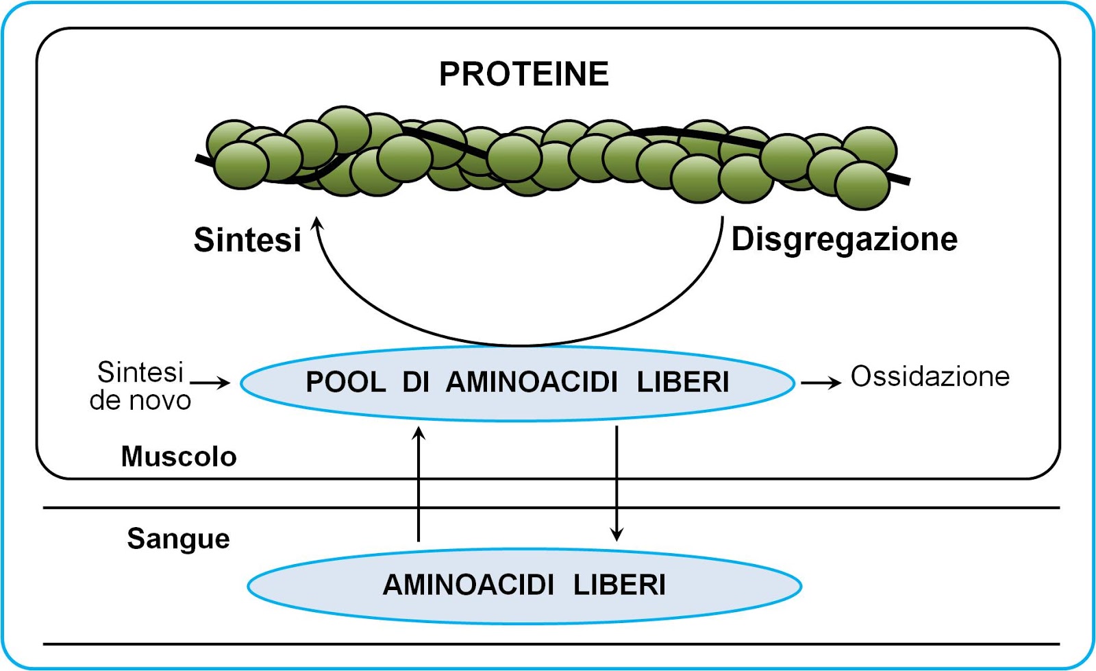 Nutritional Aids il blog di Pasquale Di Gioia Circa la crescita muscolare. Seconda parte. Nutritional Aids il blog di Pasquale Di Gioia Circa la crescita muscolare. Seconda parte.