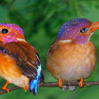 37++ Harga burung raja udang meninting terbaru