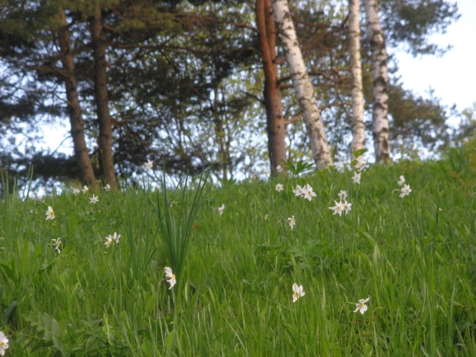 Di fiore in fiore: maggio 2013