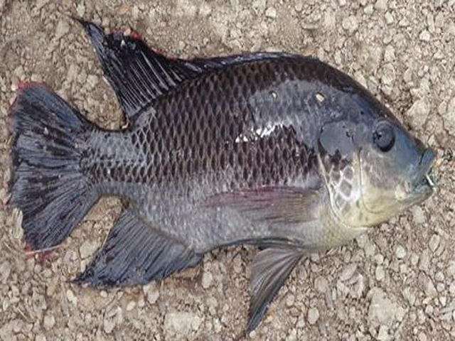 Gambar Ikan Mujair yang Beda dari Ikan Nila