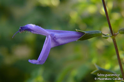 Salvia azul Salvia guaranitica