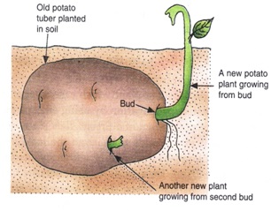 ARP9 - पौधों में अलैंगिक प्रजनन क्या है और यह किन विधियों से होता है