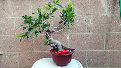 ficus microcarpa pre bonsai