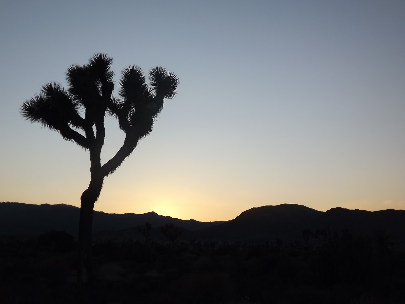 Josh and Ivy's Great Adverture Joshua Tree