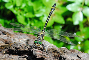 Golden-ringed Dragonfly male
