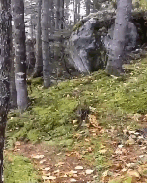 0.gif