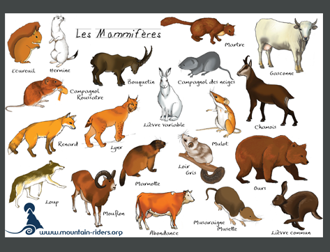 les mammifères