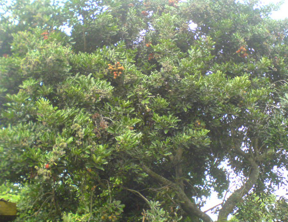 Mahluk Gaib Penunggu Pohon Rambutan - Spot Mistery