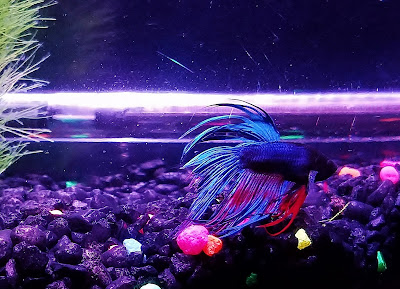 Crowntail betta fish with frayed tail from fin rot or tail biting
