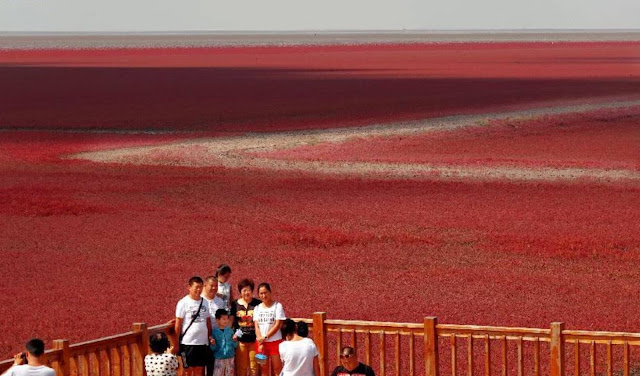 عجائب الدنيا وهل تعلم - الشاطئ الأحمر في الصين