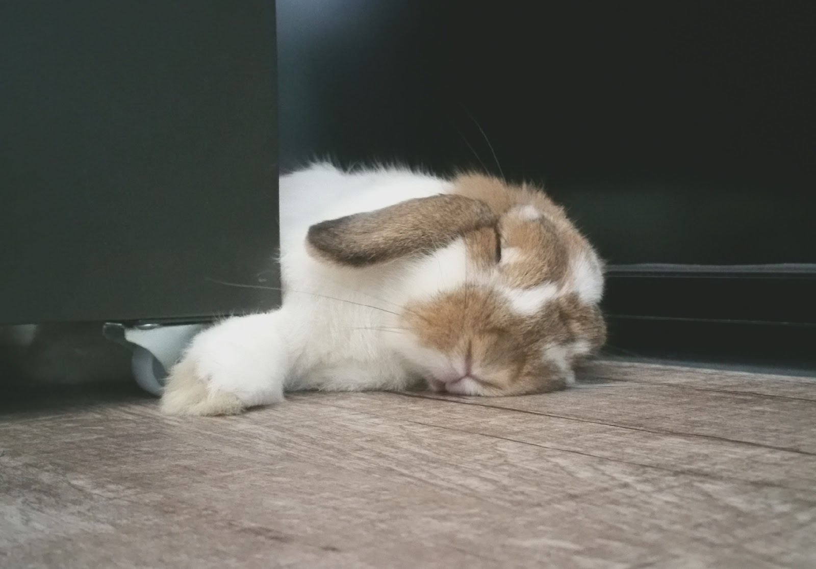 3 Rabbit Care Tips for Summer | WHIMSICAL MUSICAL