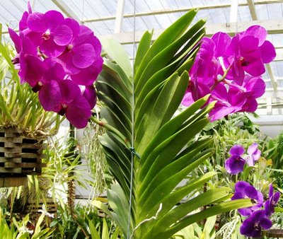 Paixão por orquídeas - Meu orquidário: Guia da Vanda