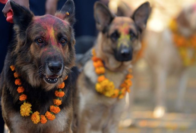 Annual Nepali Festival Thanks Dogs For Being The Best Friends Of Mankind