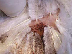 mites chicken chickens fowl lice poultry northern mite rid treatment prevention controlling agriculture regents feeding identification common treat health problems