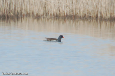 Polla d'aigua (Gallinula chloropus)