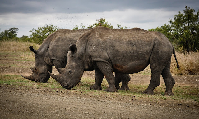 Two Rhino on Gray Field Full HD Wallpaper Download Two Rhino on Gray Field Full HD Wallpaper Download