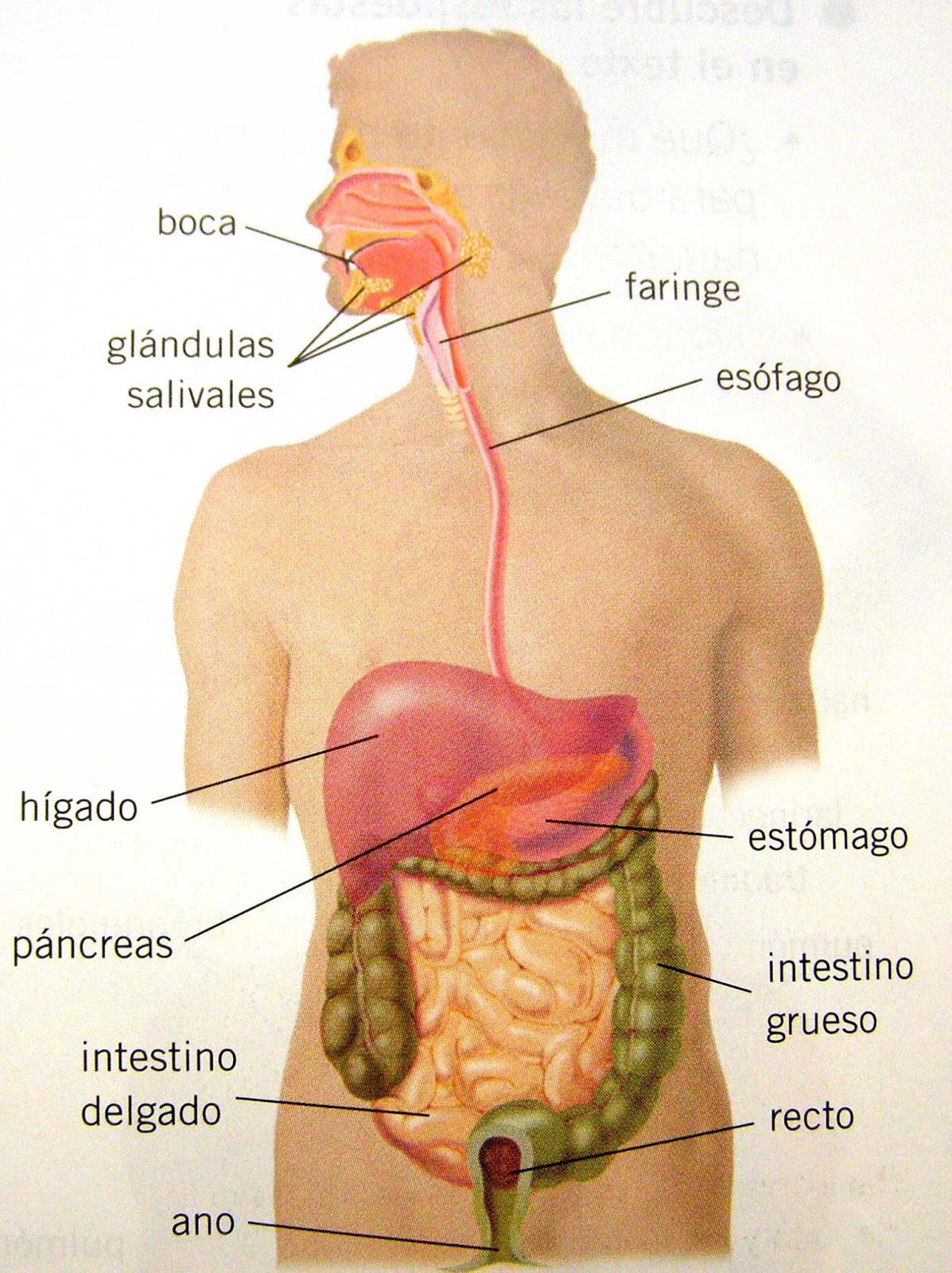que funcion tiene el recto en el aparato digestivo