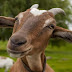 Goats Recognize Emotions On Human Faces And Love Happy People (VIDEO)