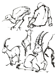 fun drawing zoo animals draw very