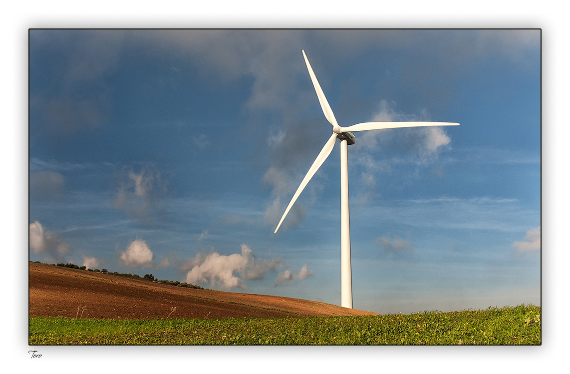 Galerías Toro: Molinos de Viento