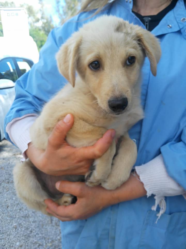 Associazione Amici Del Cane Di Latina