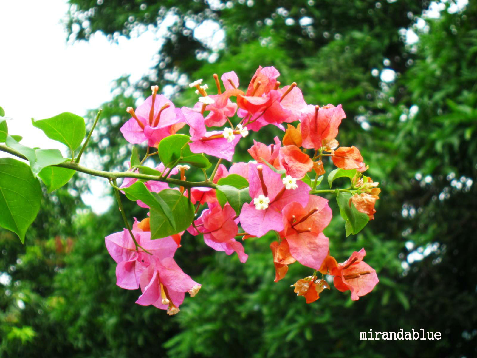 Live in the Moment: Bougainvilleas